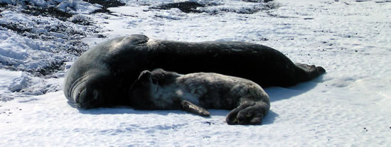 Mother and baby Weddell seals resting on the sea ice (photo: Karen Cozzetto)
