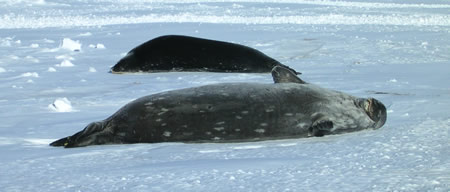 Weddell Seals relaxing on the sea ice (photo: Karen Cozzetto)